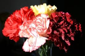 PTSA Sells Valentines Carnations