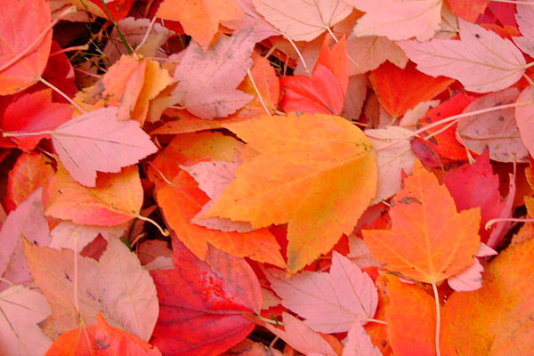 Leaves and other natural materials can be used to decorate for Thanksgiving.
