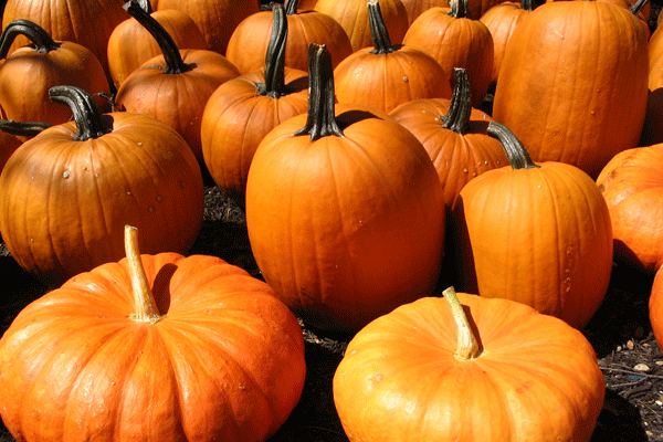 Pumpkin patches pop up when the leaves start to fall, signifying that autumn has begun.