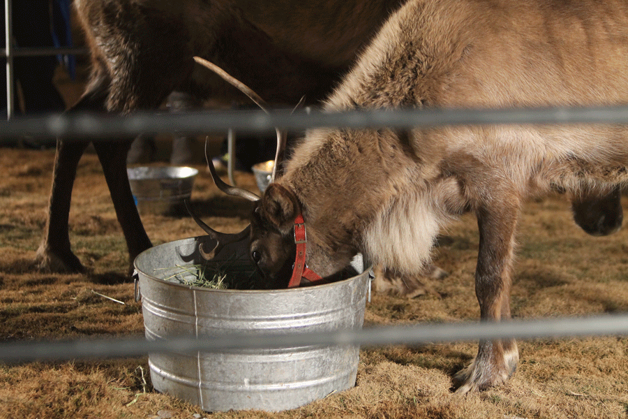 Live reindeer eat and walk around at the 2014 Toys for Tots event. 