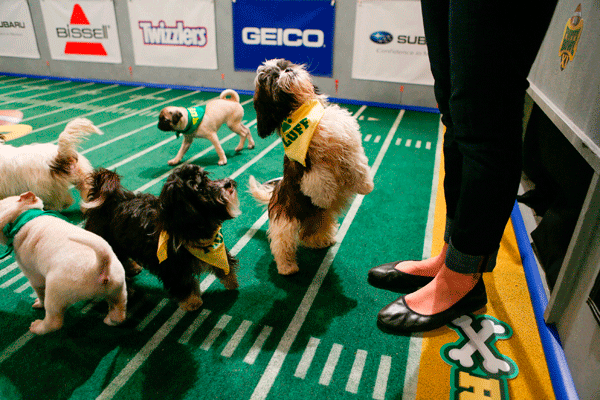 A puppy on Team Fluff stands on the turf, almost ready to begin the game.