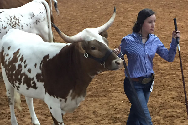 Reagan Powers, 10, shows one of her cattle