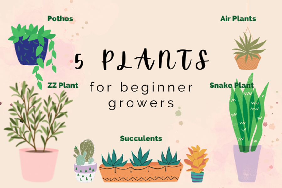 Five+Starter+Plants+for+the+Aspiring+Crazy+Plant+Person