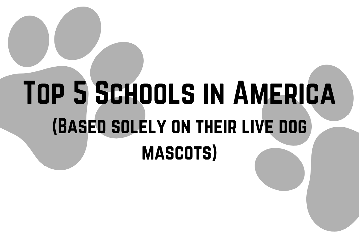 Top Five Colleges in America (Based Solely on Their Live Dog Mascots)
