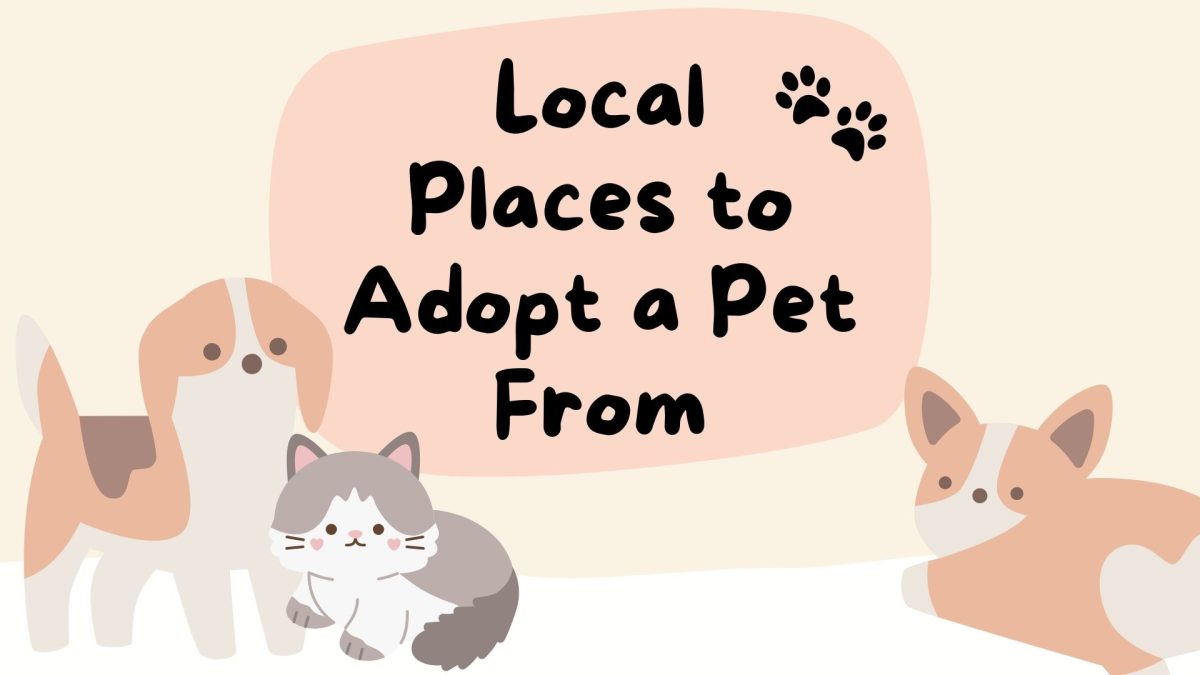 Local Places to Adopt a Pet From